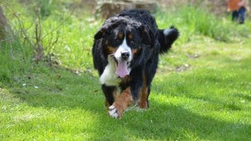 male-marvel-dog-names