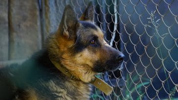 male-mellow-dog-names