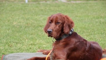 male-montana-dog-names