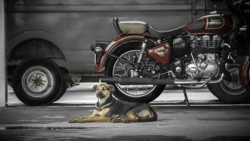 male-motocross-dog-names