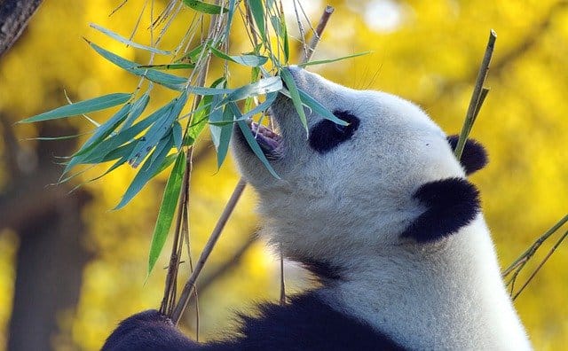 male-panda-bear-names