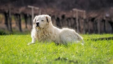 male-samoan-dog-names