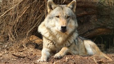 male-shakespearean-dog-names