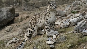 male-snow-leopard-names