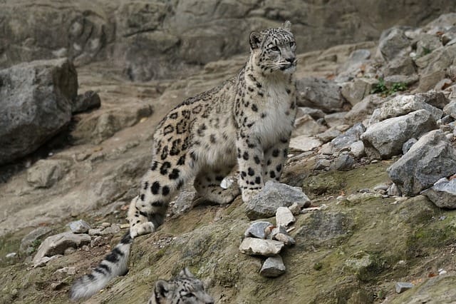 male-snow-leopard-names