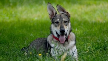 male-storm-dog-names
