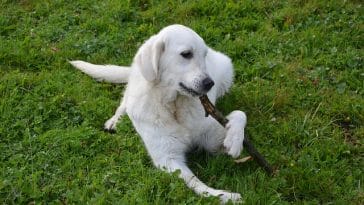 male-white-golden-retriever-names