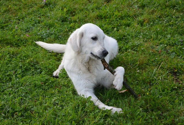 male-white-golden-retriever-names