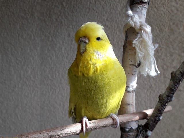 male-yellow-budgie-names