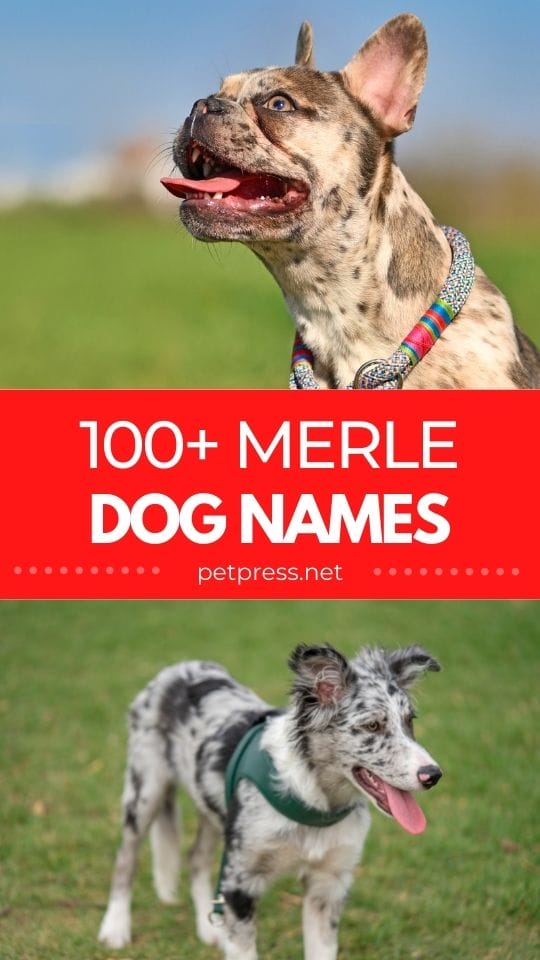 merle dog names