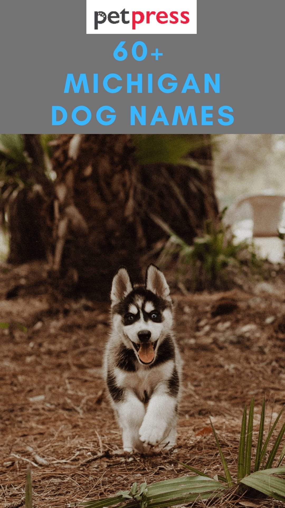 60+ Michigan Dog Names For Your Cute Male And Female Puppies