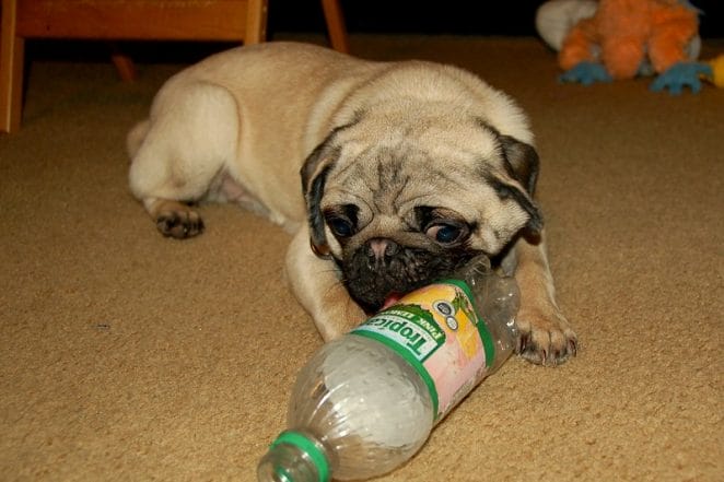 plastic-bottle-dog-toy
