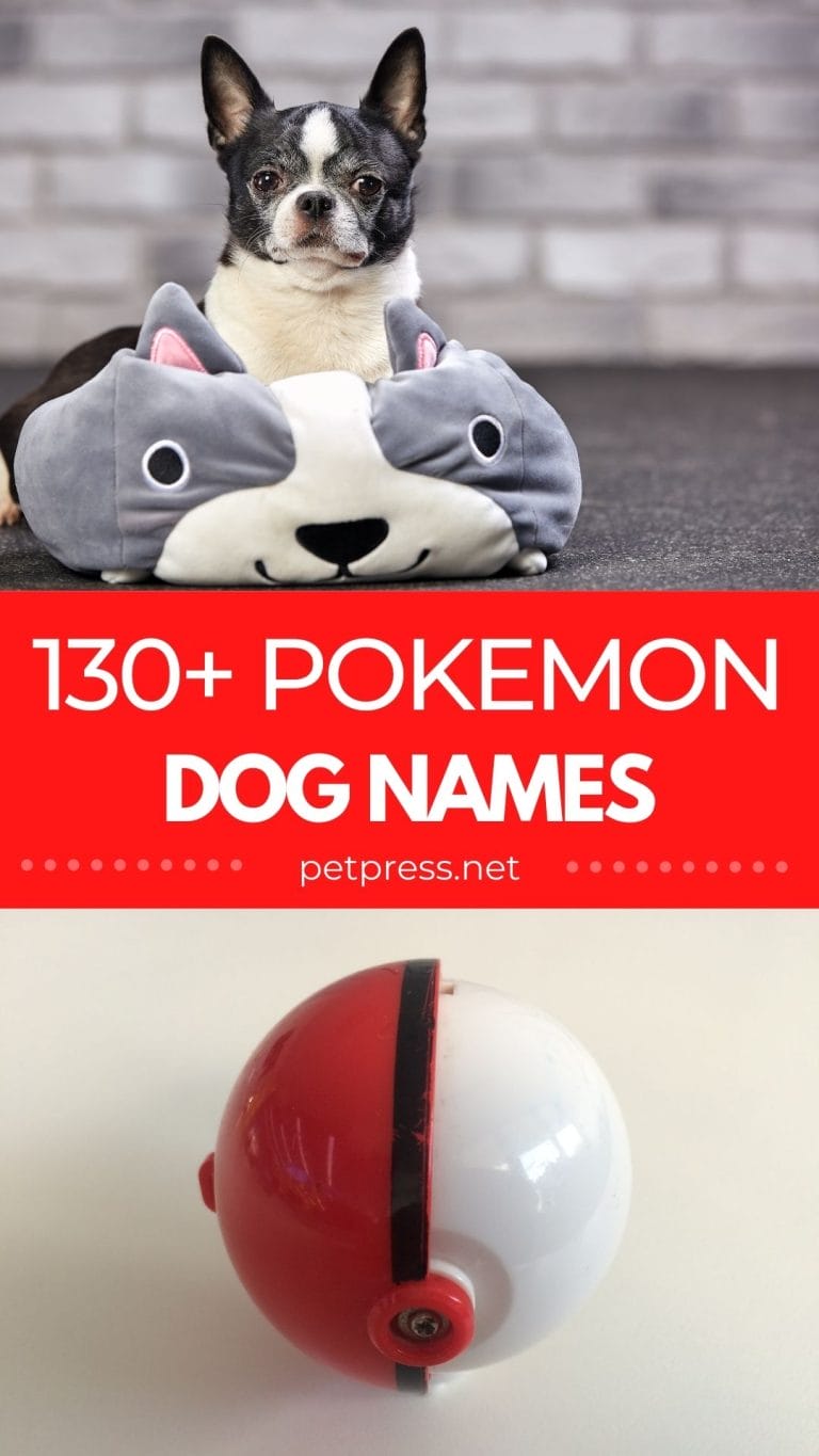 130+ Best Pokémon Dog Names Dog Names Inspired by Pokémon