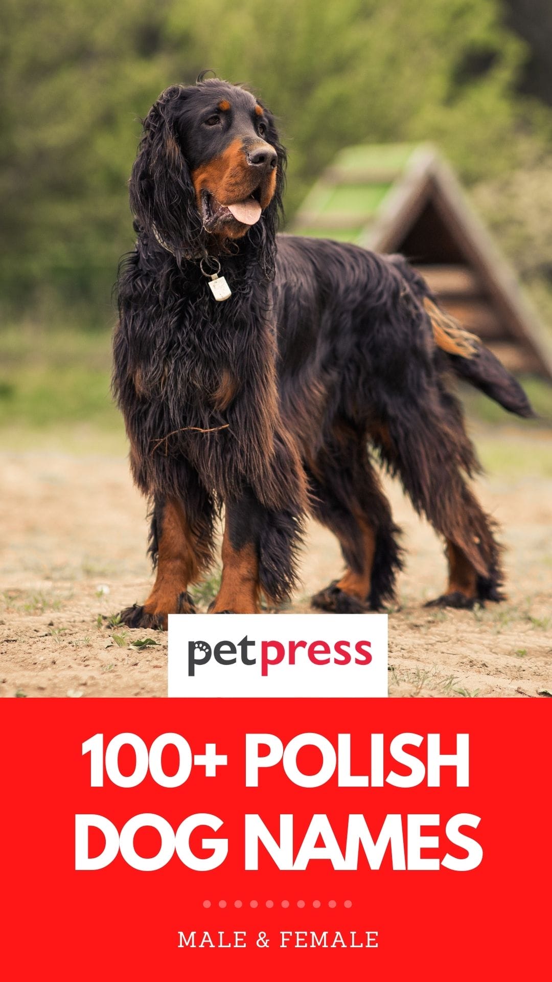 100+ Best Polish Dog Names Male & Female Polish Names For A Dog