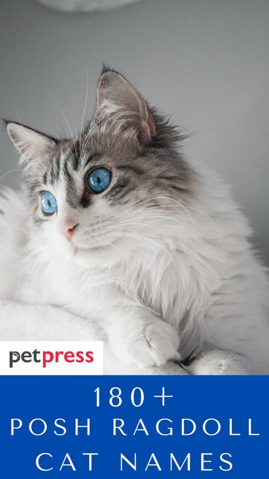 180+ Posh Ragdoll Cat Names Fancy Name Ideas For Your Ragdoll Cats