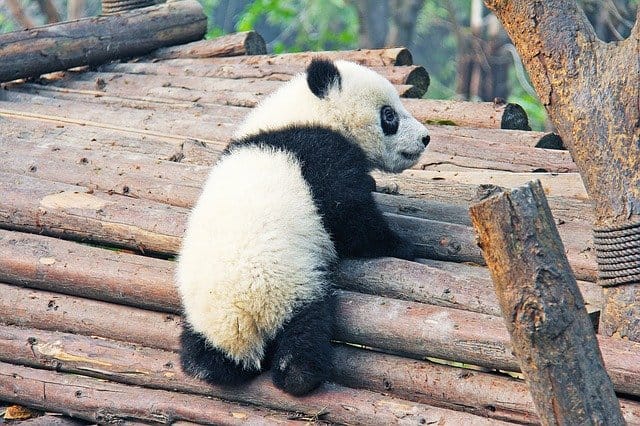 silly-funny-panda-names