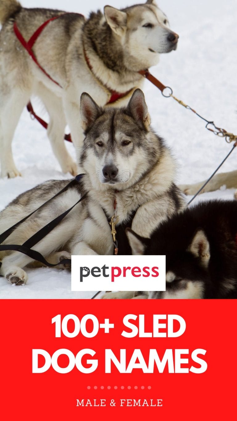 Sled Dog Names Female