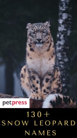 130+ Snow Leopard Names - Best Name Ideas For Exotic Snow Leopard