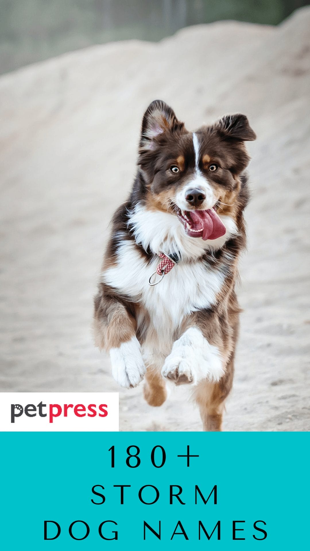 180 Best Storm Dog Names For Both Your Male And Female Pooch 180 Best Storm Dog Names For Both Your Male And Female Pooch