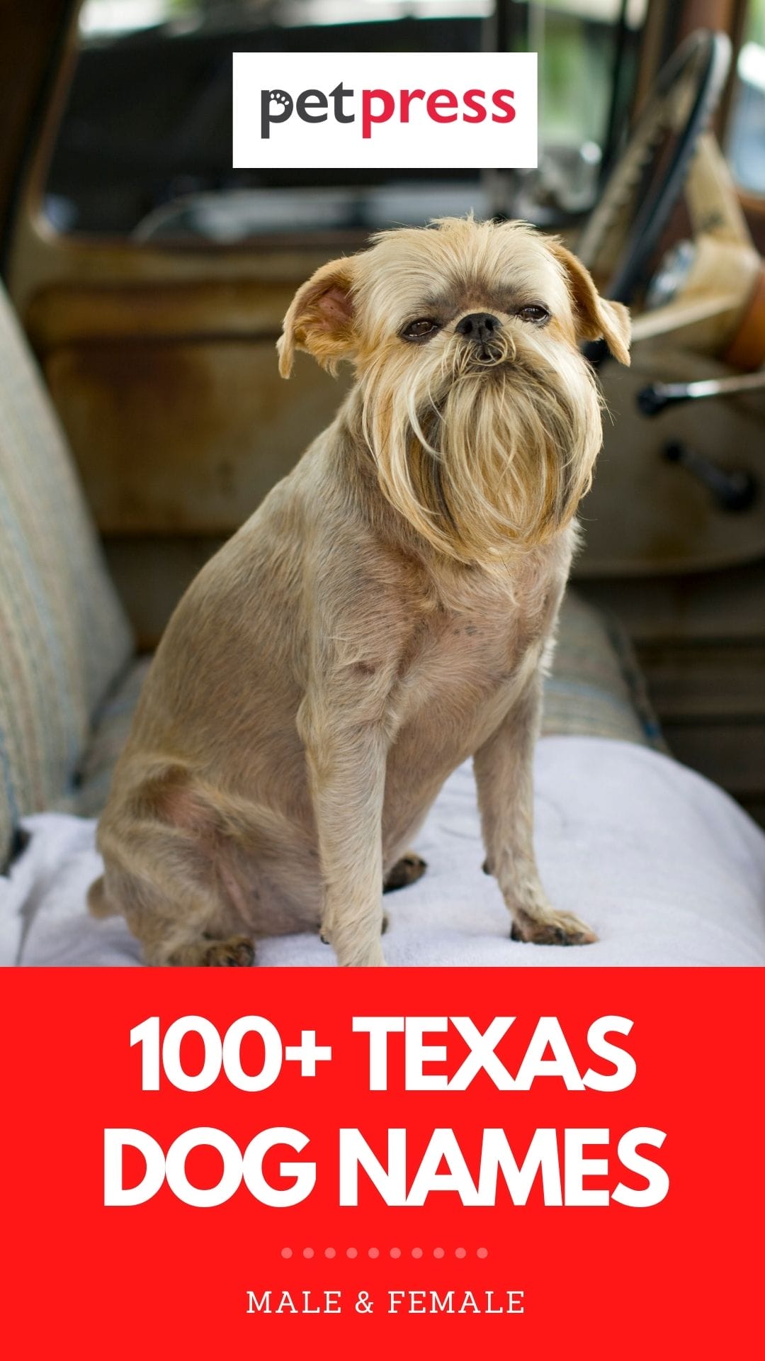 100+ Amazing Texas Dog Names for Your Loyal Companion