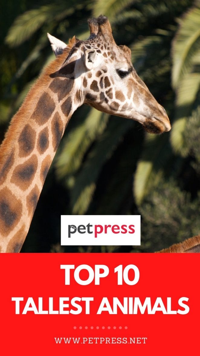 The Top 10 Tallest Animals in the World The Top 10 Tallest Animals in the World