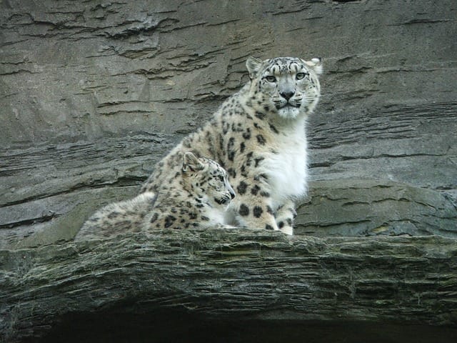 unique-snow-leopard-names