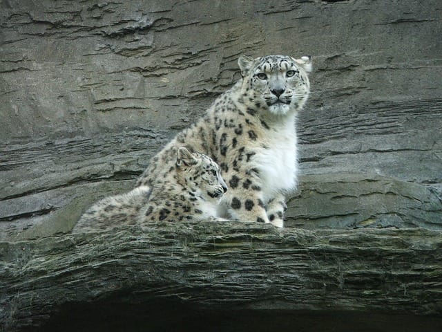 130+ Snow Leopard Names - Best Name Ideas For Exotic Snow Leopard