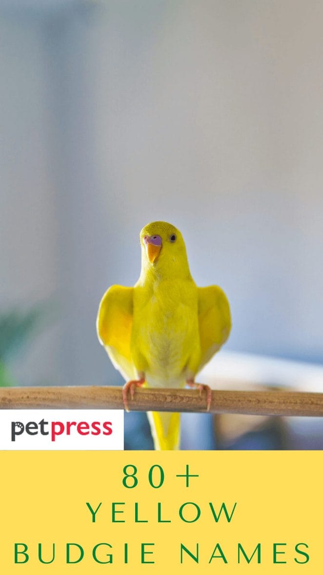 yellow-budgie-bird-names