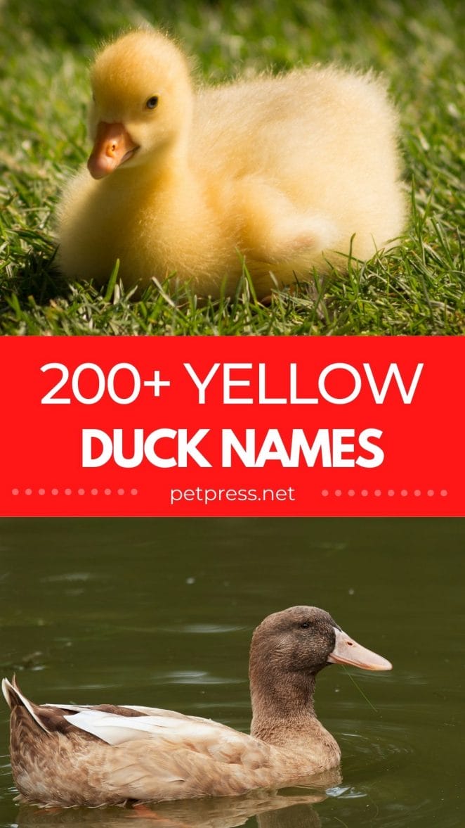 yellow duck names