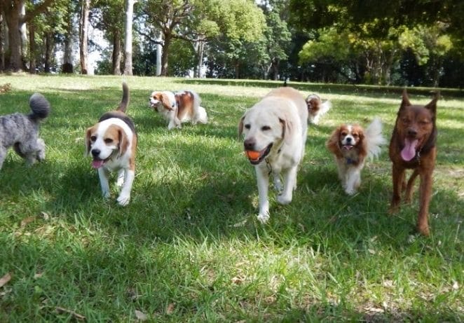 Share a day at the dog park