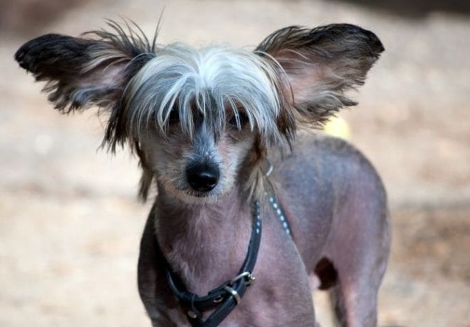 The Chinese Crested