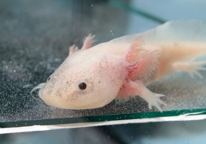 The axolotl can regenerate lost body parts