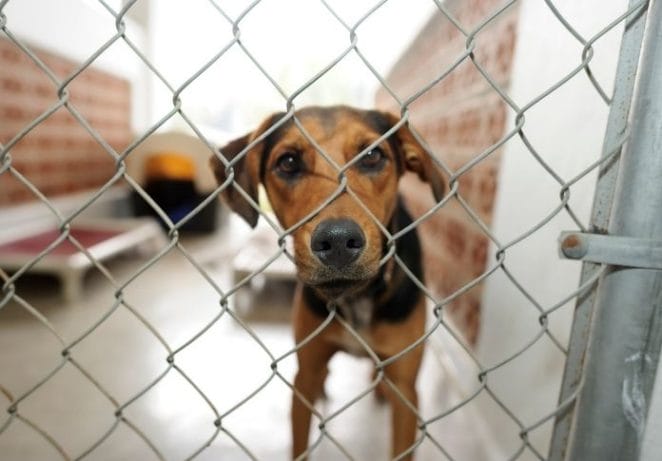 Visit your local animal shelter and meet some adoptable pets