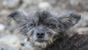 10 Ugliest Dog Breeds of All Time - Ugly Dogs That Are Still Cute to Adopt