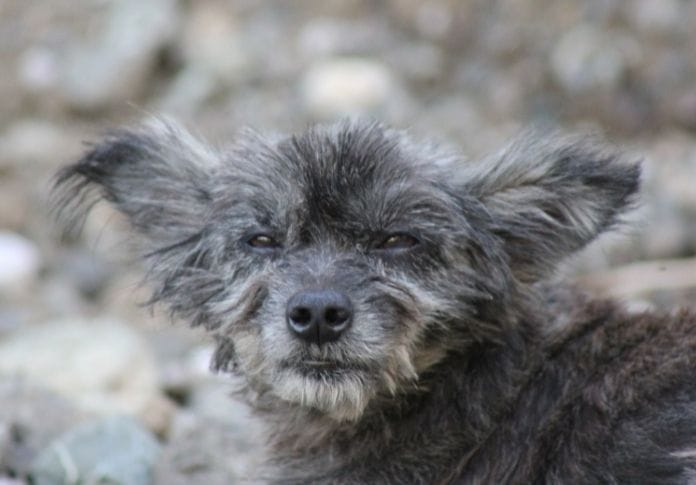 10 Ugliest Dog Breeds of All Time - Ugly Dogs That Are Still Cute to Adopt