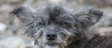 10 Ugliest Dog Breeds of All Time - Ugly Dogs That Are Still Cute to Adopt