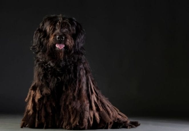 Bergamasco Sheepdog