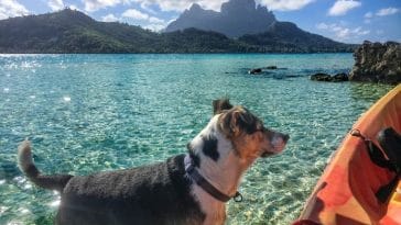 120+ Best Island Dog Names - Names Inspired by Islands For Dogs