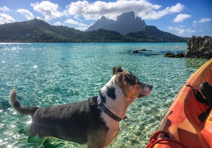 120+ Best Island Dog Names - Names Inspired by Islands For Dogs