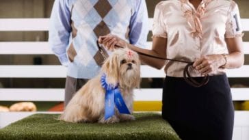 120+ Best Show Dog Names - Inspired by the National Dog Show