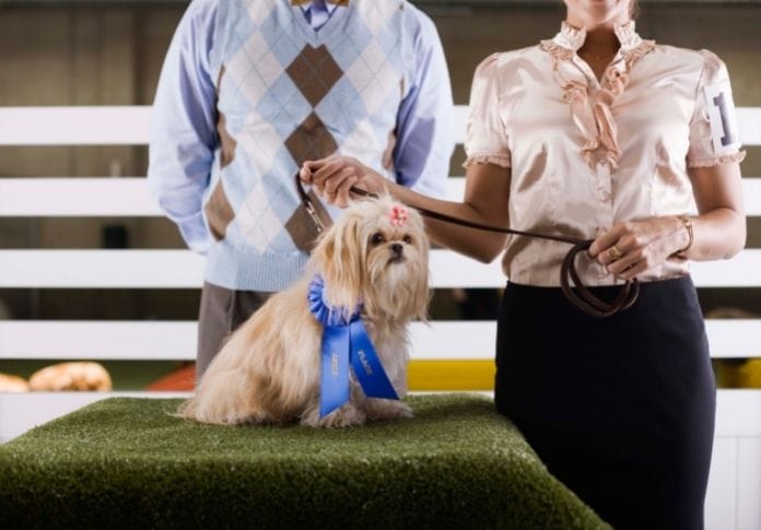 120+ Best Show Dog Names - Inspired by the National Dog Show