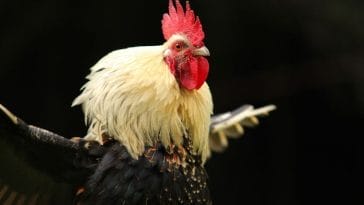 120+ Dumb Chicken Names - A List of Idiotic Names for Chickens