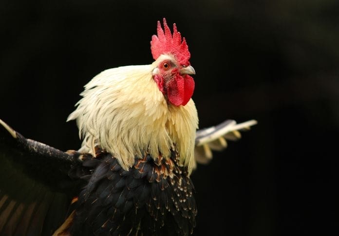 120+ Dumb Chicken Names - A List of Idiotic Names for Chickens