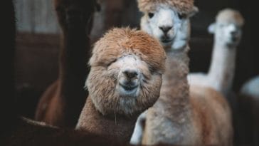 120+ Funny Alpaca Names - The Most Hilarious Names for an Alpaca