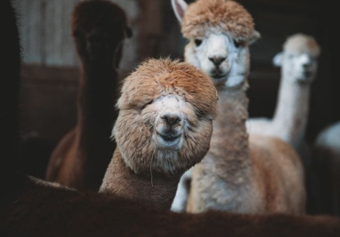 120+ Funny Alpaca Names - The Most Hilarious Names for an Alpaca