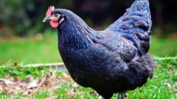 130+ Blue Chicken Names - Best Names For Blue Chicken!