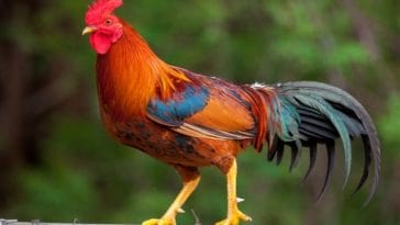 140+ Best Mexican Chicken Names - Mexican Names for a Chicken