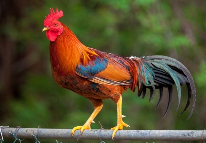 140+ Best Mexican Chicken Names - Mexican Names for a Chicken