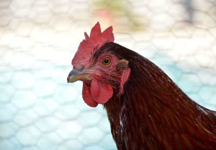 150+ Best Red Chicken Names - Names For Your Red Hen Or Rooster