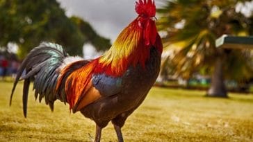 150+ Old Lady Names for a Chicken - The Best Names for Your Hen